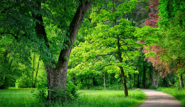 NATURE MOTHER TEACHES INTERNAL LESSONS